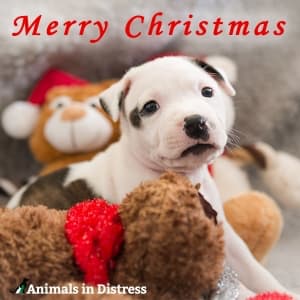 Puppy dog surrounded by teddies 'Merry Christmas' Christmas ecard