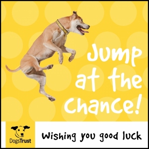 Dog jump at the chance good luck ecard