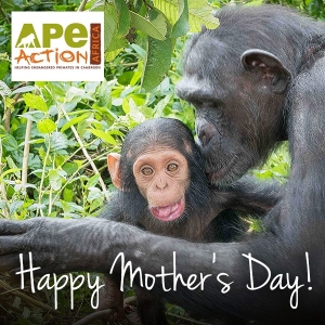 Chimps Mother's day ecard