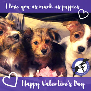Puppy dogs 'I love you as much as puppies' Valentine's Day ecards