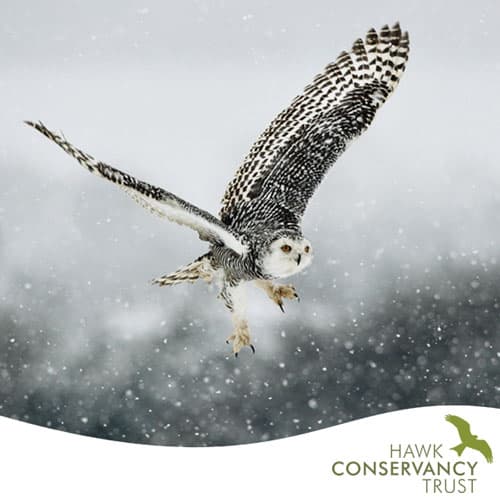 Snow Owl landing Christmas ecard