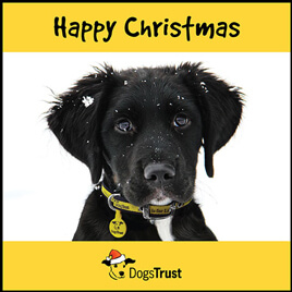 Dogs Trust company Christmas ecard