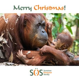 Orangutan Christmas ecard