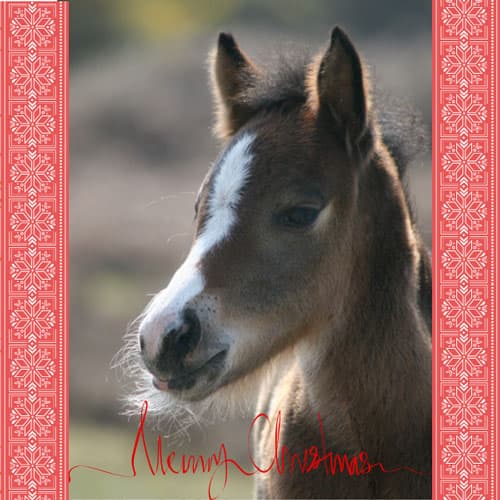 Foal Horse 'Merry Christmas' Christmas ecard