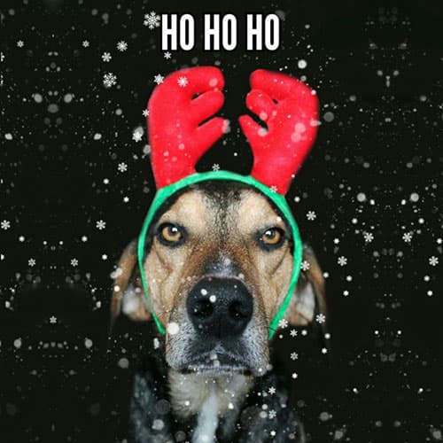 Dog wearing reindeer ears 'Ho ho ho' Christmas ecard