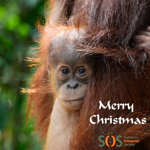 Baby Orangutan 'Merry Christmas' Christmas ecard