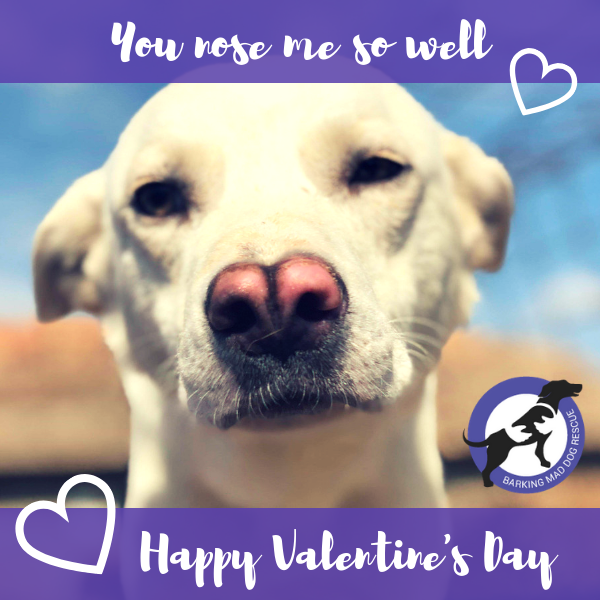 Love Dogs - Valentine's Day  eCards