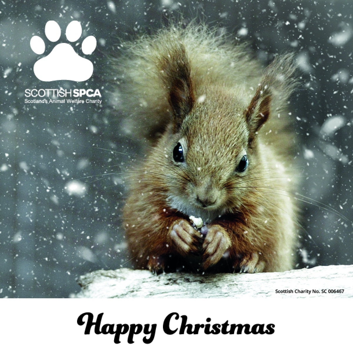 Help Scotland's animals this Christmas eCards