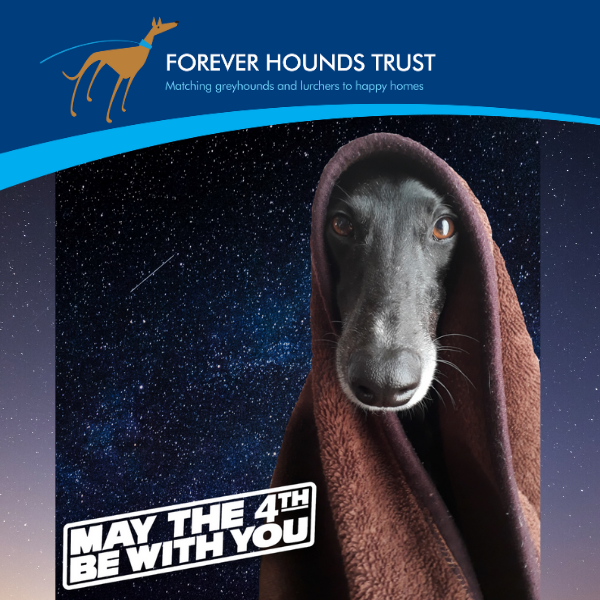 Send May 4th Cards eCards