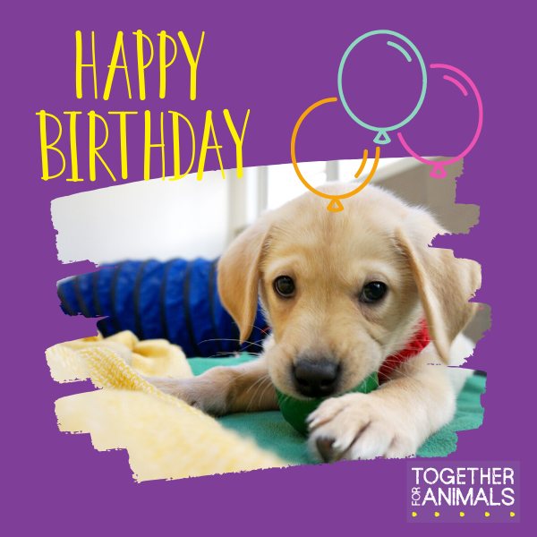 Happy birthday puppy cute ecard.