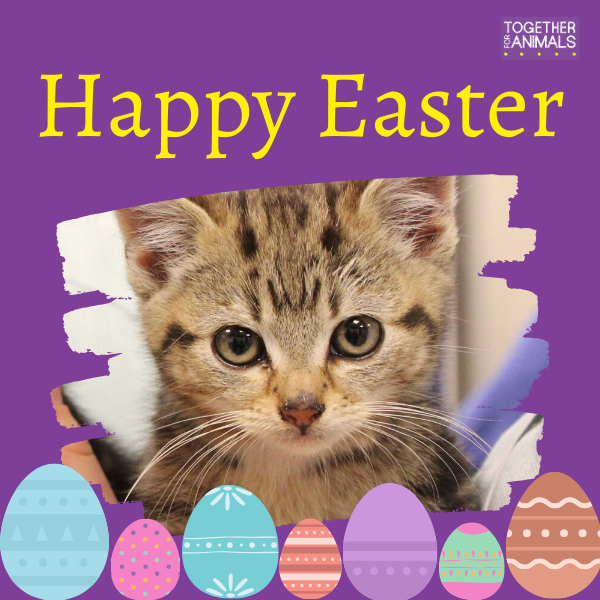 Send Easter E-Cards eCards