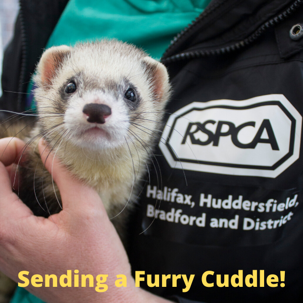 Send a furry cuddle! eCards