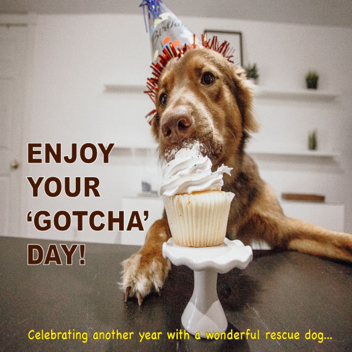 Celebrating a 'Gotcha Day' eCards
