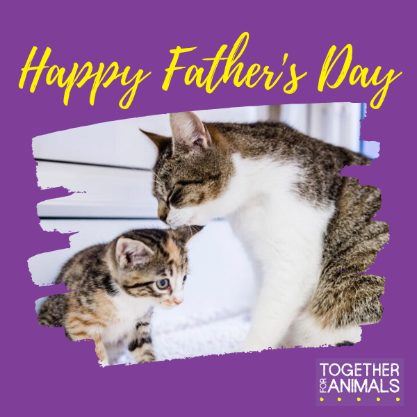 Our range of Father's Day e:cards are now online! Each card features an animal cared for by our members and who the funds we raise have helped. eCards