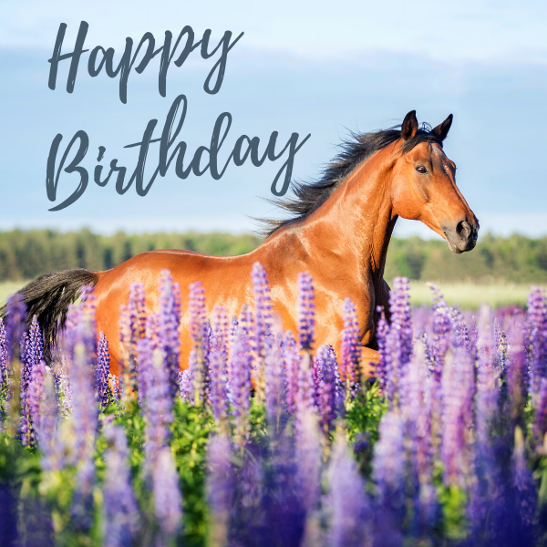 happy birthday horse lover
