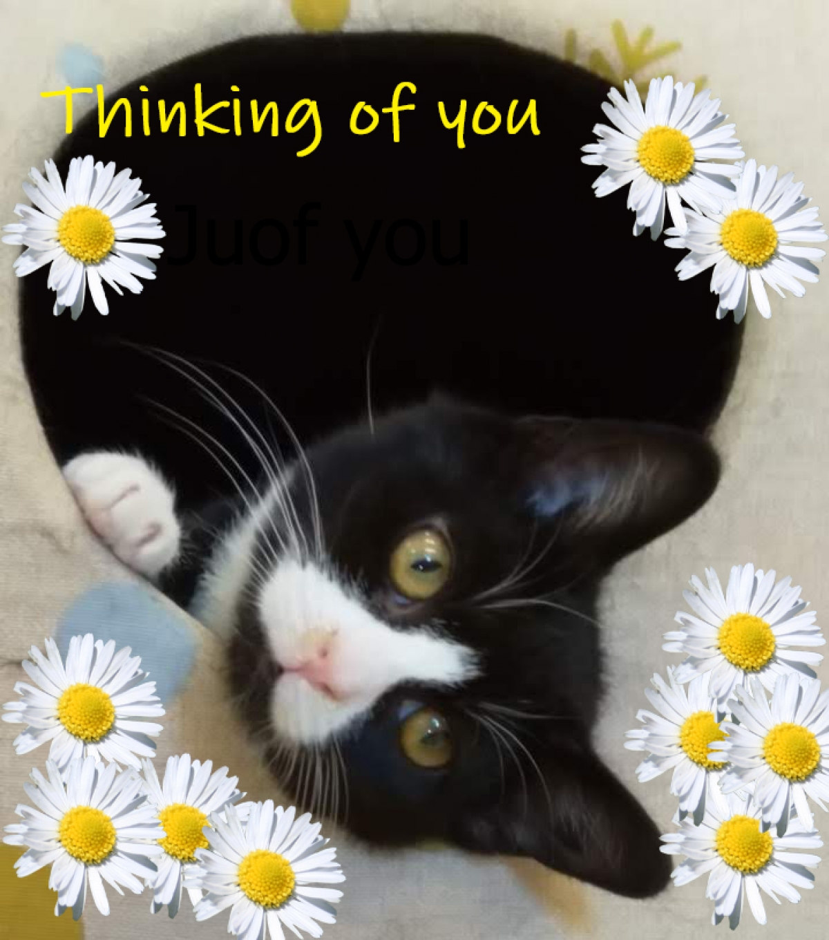 Send a Coventry Cat Group Thinking of You e cards eCards
