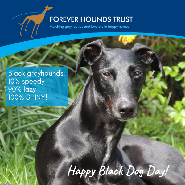Celebrate all the black dogs out there! eCards