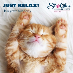 Cute cat smiling with paws up card.