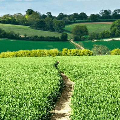 Gift: Maintain a mile of Chiltern footpaths for a year                                                                                           eCards