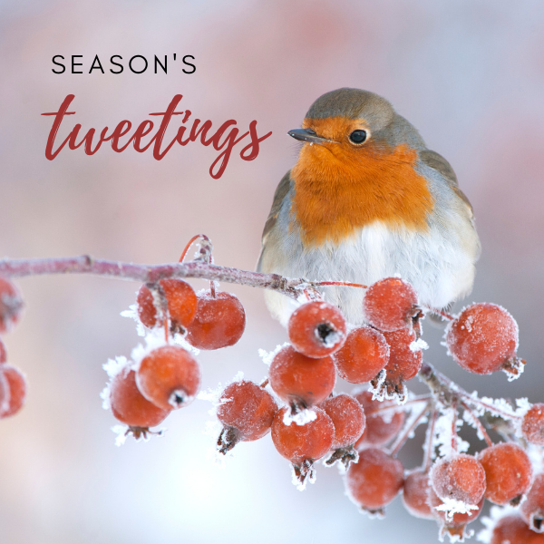 Send e-cards this Christmas eCards