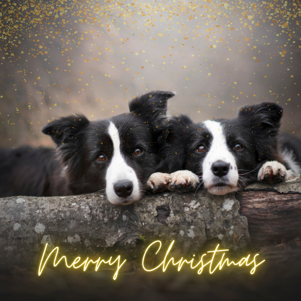 Protecting Preloved Border Collies Christmas eCards