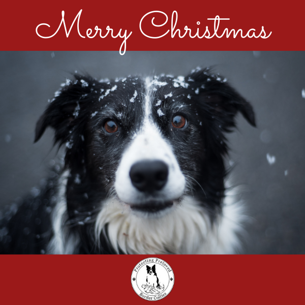 Send Christmas E-Cards and support Protecting Preloved Border Collies eCards