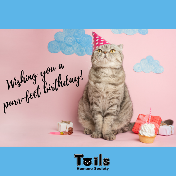 Support Shelter Pets with a Birthday E-Card eCards