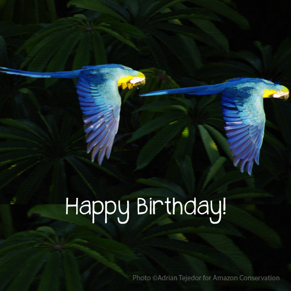 Happy birthday ecard amazon jungle.