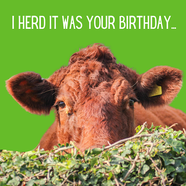 Send a Birthday E-Card eCards