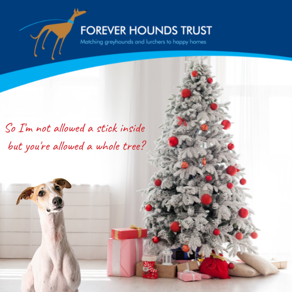 Spread some festive cheer with our houndie Christmas cards! eCards