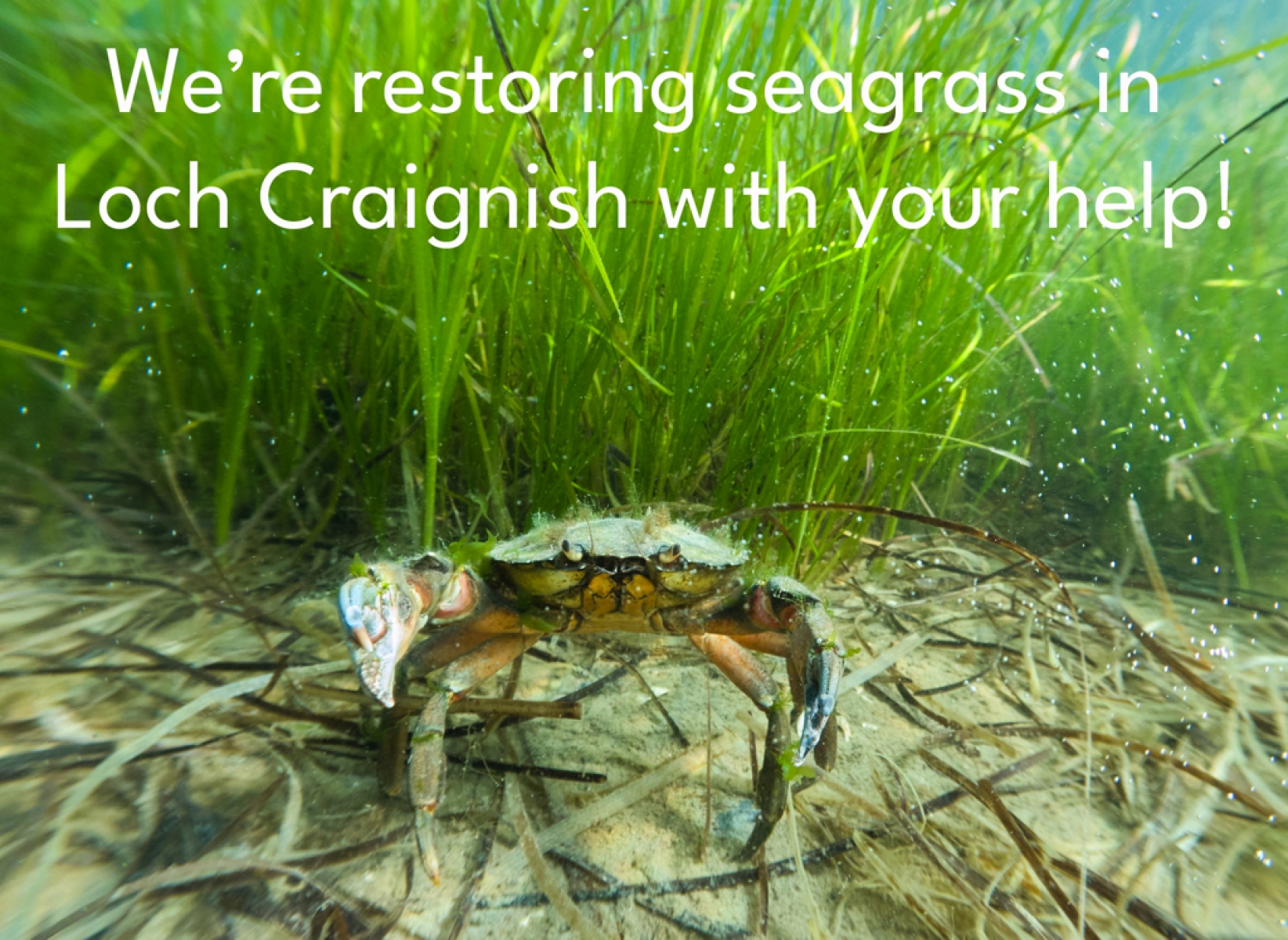 Gift a Seagrass meadow! eCards