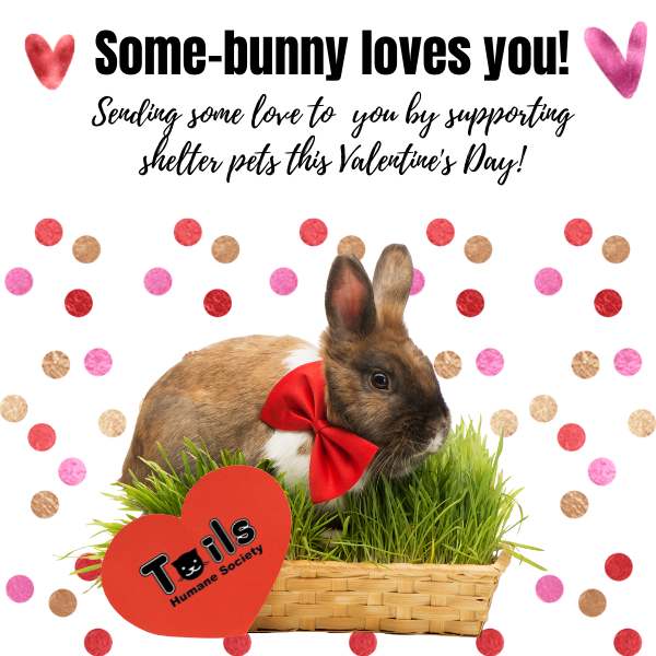 Support Shelter Pets with a Valentine's Day E-Card eCards