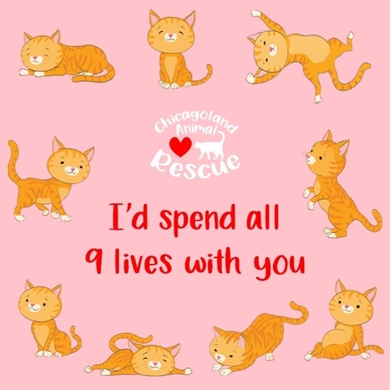 A Purrfect Valentine's Day eCards