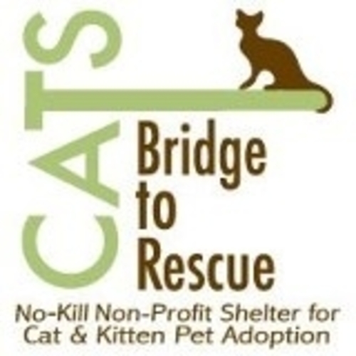 CATS Bridge to Rescue eCards