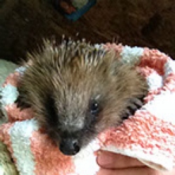 Forth Hedgehog Hospital eCards