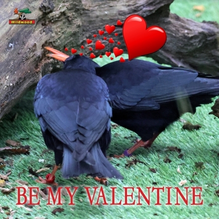 Send a Valentine's Day E-Card eCards