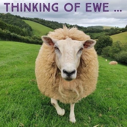 Send a lovely sheep E-card to show someone special you are thinking of them eCards