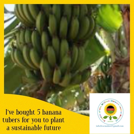 Give a life changing gift, £10 will buy 5 banana tubers to help feed children in northern Malawi eCards