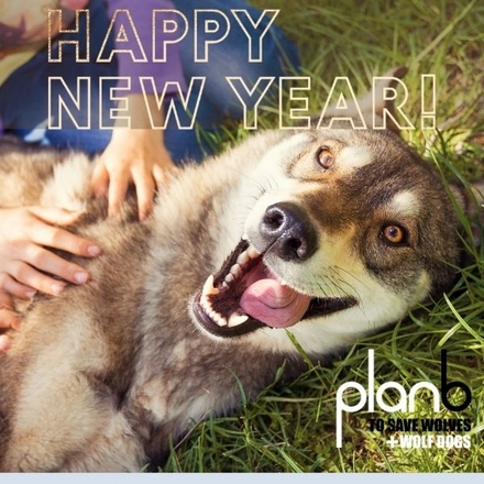 Send New Year E-Cards eCards