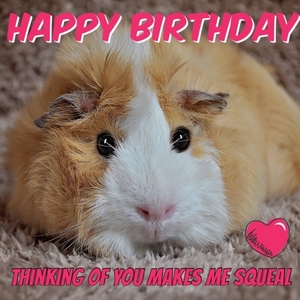 Happy birthday guinea pig card.