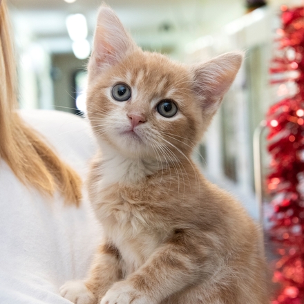 Give a Cat a Christmas Dinner eCards