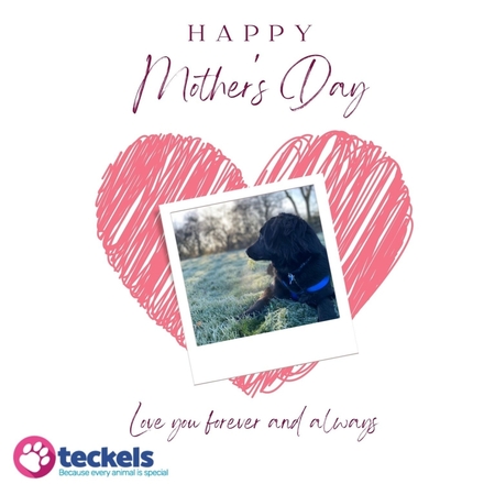 Send a Mother's Day E-Card eCards