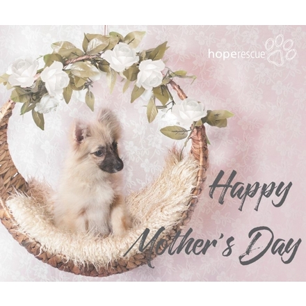 Send a Mother's Day E Card eCards