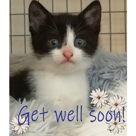 Send an e Get Well card from Coventry Cat Group eCards