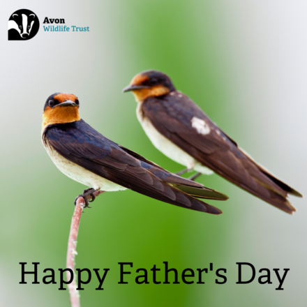 Send a Father's Day E-Card eCards