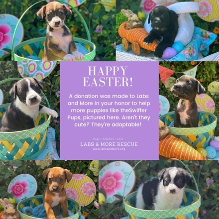 Send an e-card featuring a rescue dog from Labs and More  eCards