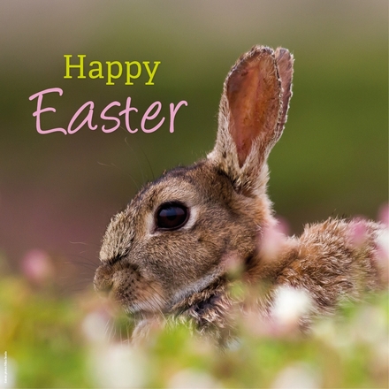 Send Easter E-Cards eCards