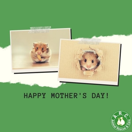 Send a Mother's Day E-Card eCards