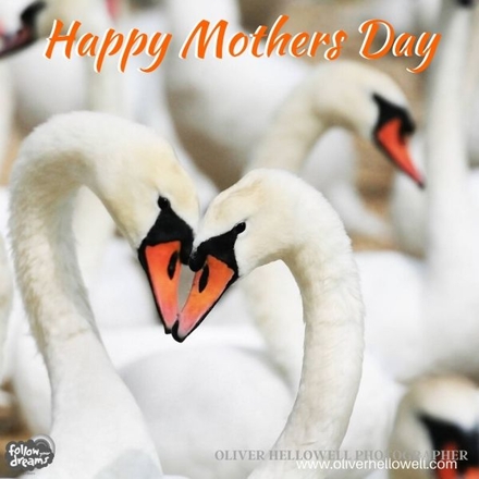 Send a Mother's Day E-Card on this Special Day eCards