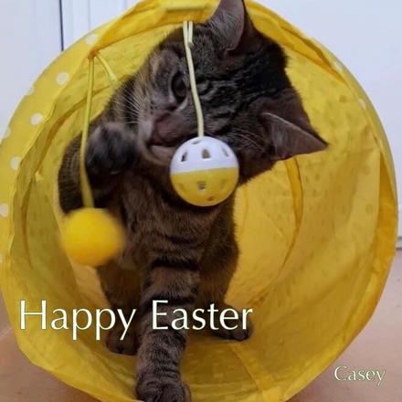 Send a Coventry Cat Group Easter E-Card eCards